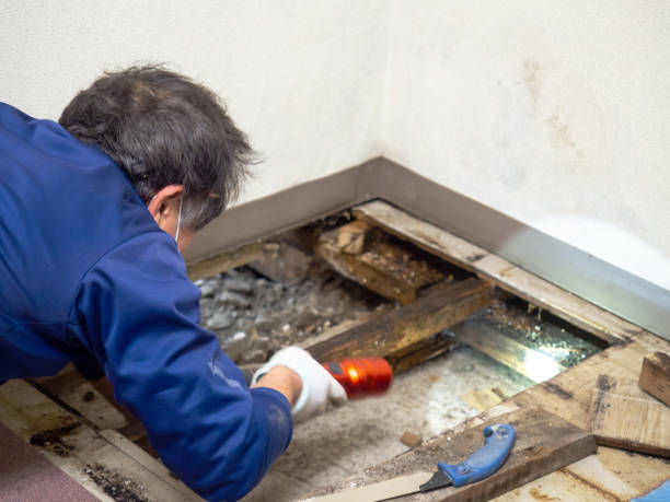Reliable Ellinwood, KS Mold Removal Solutions