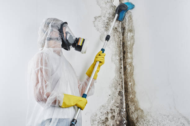 Best Emergency Mold Removal  in Ellinwood, KS