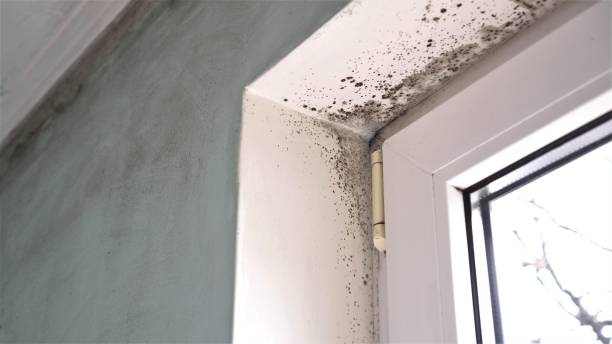Best Mold Removal Company Near Me  in Ellinwood, KS
