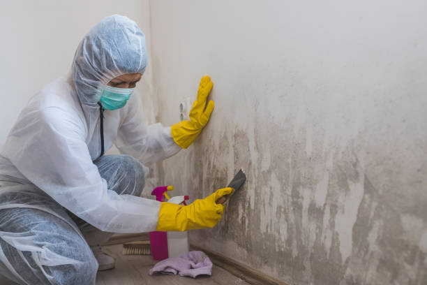 Best Mold Remediation  in Ellinwood, KS