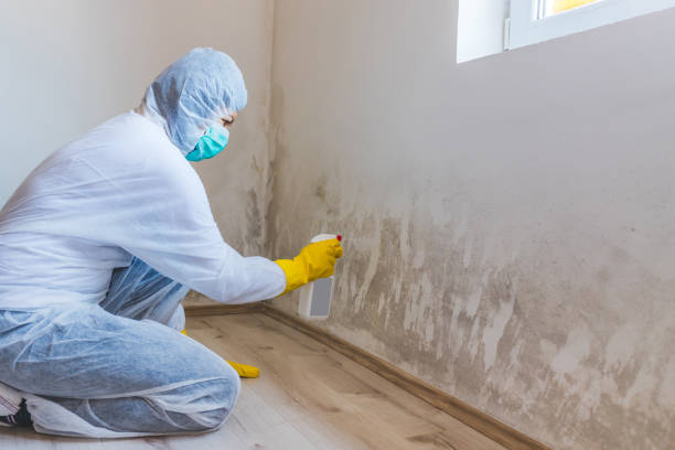 Best Professional Mold Removal  in Ellinwood, KS