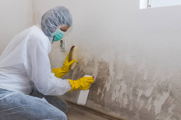 Best Crawl Space Mold Removal  in Ellinwood, KS