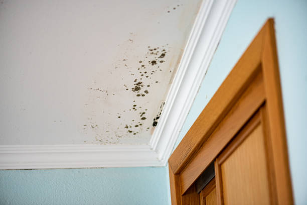 Mold Removal and Inspection in Ellinwood, KS