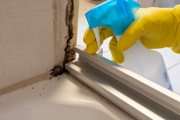 Best Certified Mold Removal  in Ellinwood, KS
