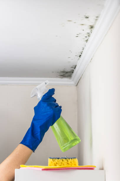 Best Mold Testing  in Ellinwood, KS