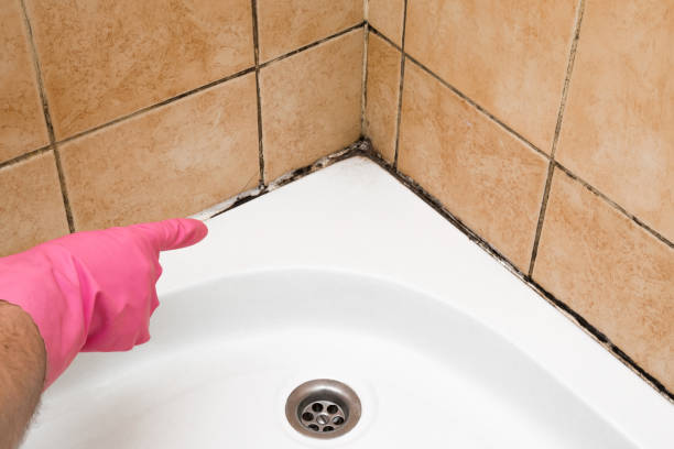 Best Same-Day Mold Removal  in Ellinwood, KS